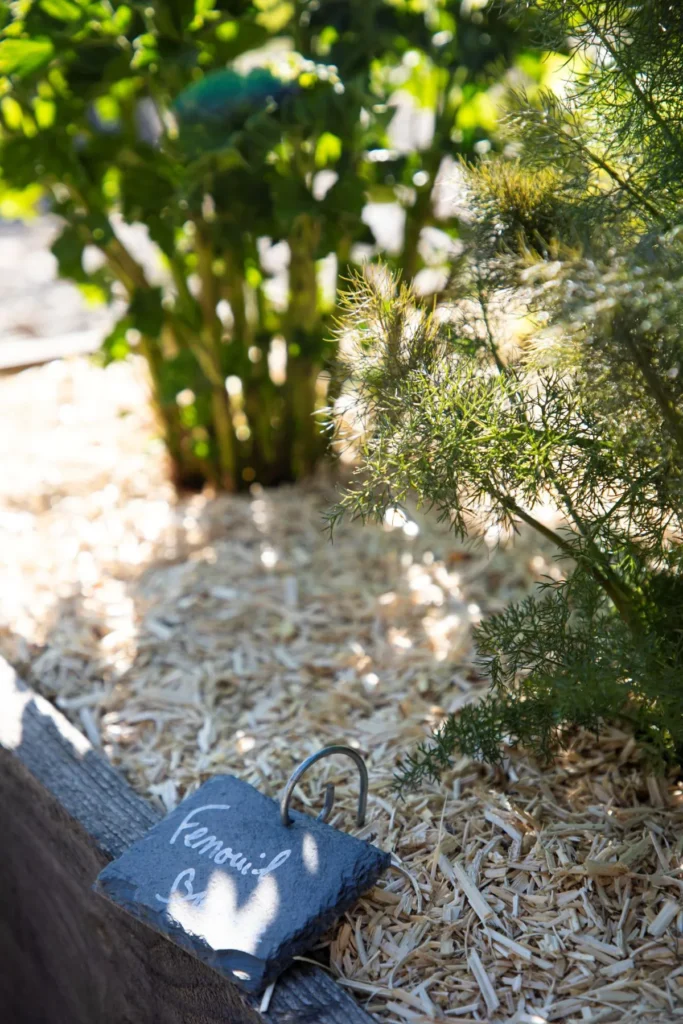 The menu 1 fenouil du potager du restaurant le moulin de la santoire