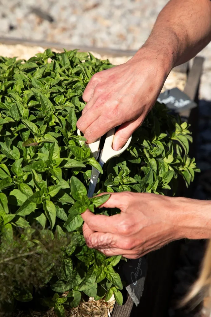 The menu 2 origan du potager du restaurant le moulin de la santoire