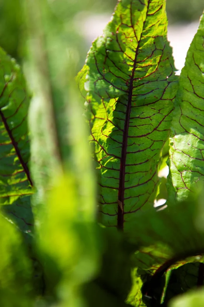 The menu 4 photographie du potager du restaurant le moulin de la santoire
